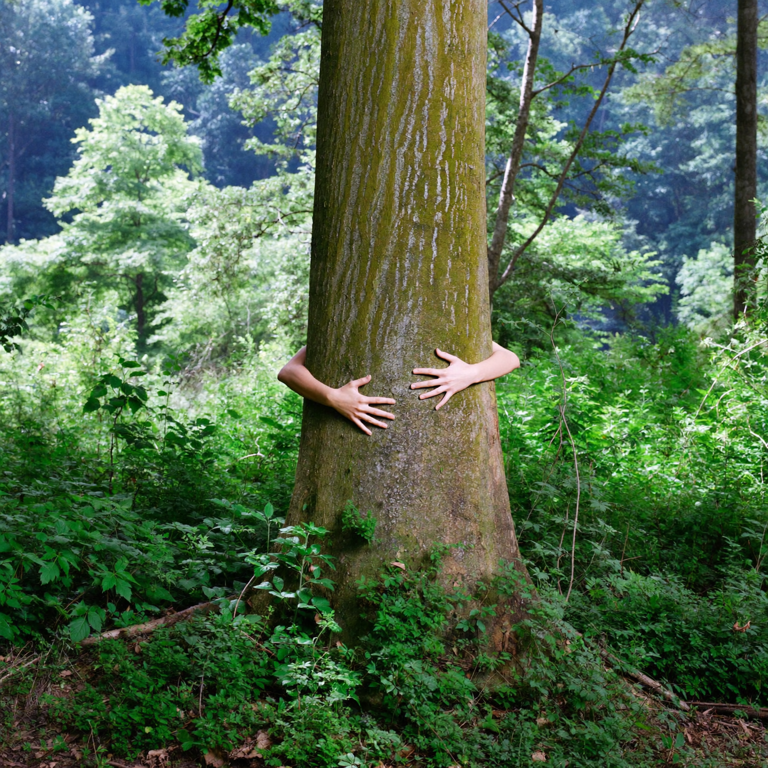 person hugging a tree in the magical forest